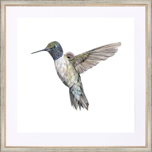 CD- HUMMINGBIRD 10